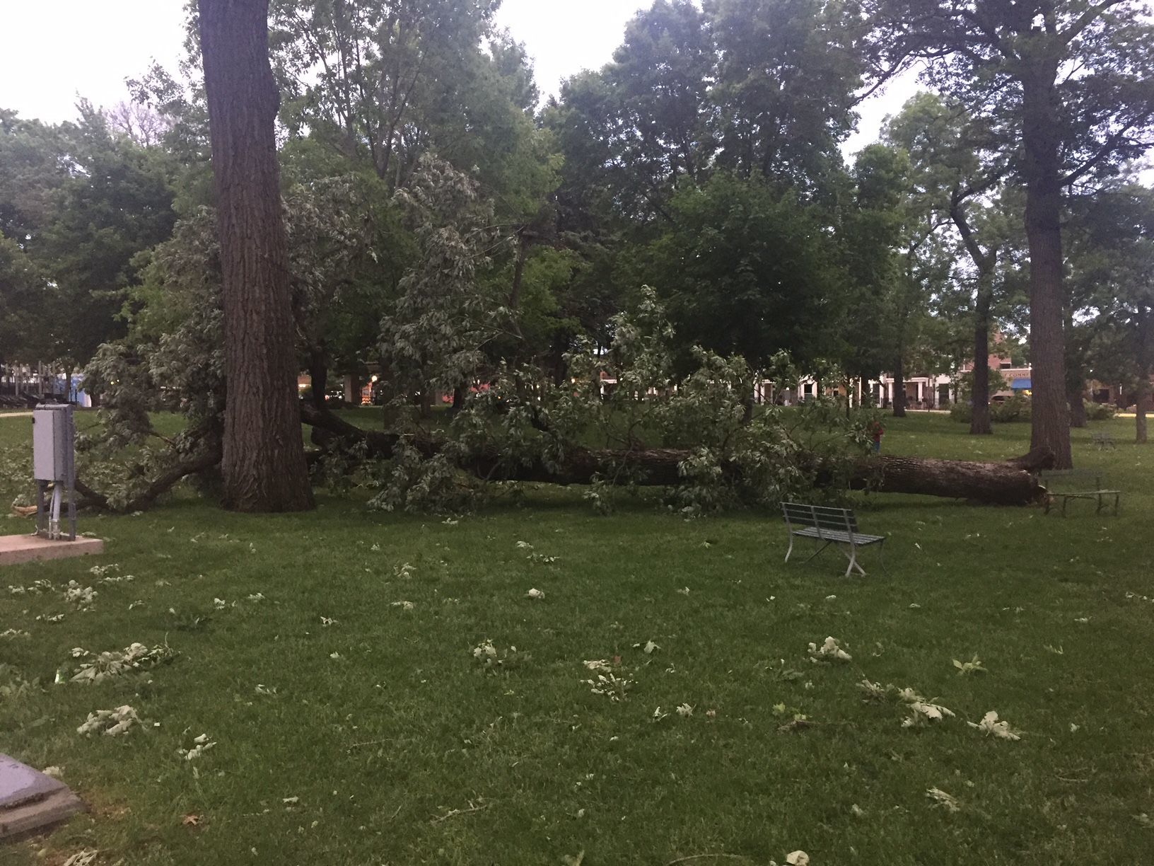 Tree down in City Park